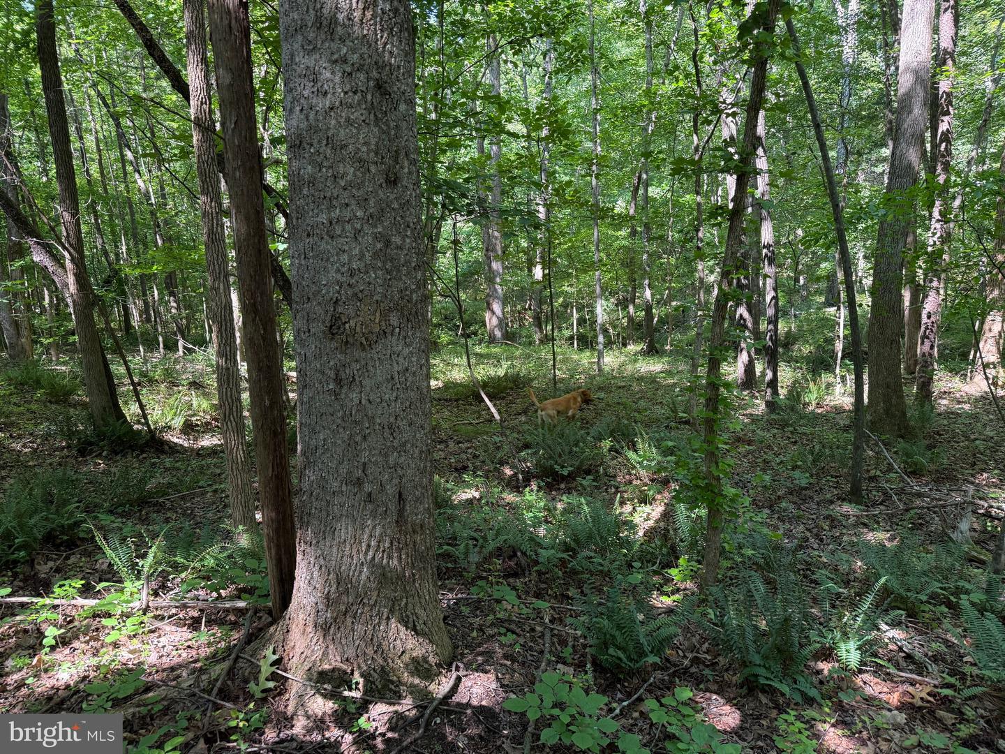 TBD SELMA RD TRACT 2, JETERSVILLE, Virginia 23083, ,Land,For sale,TBD SELMA RD TRACT 2,VAAM2000072 MLS # VAAM2000072