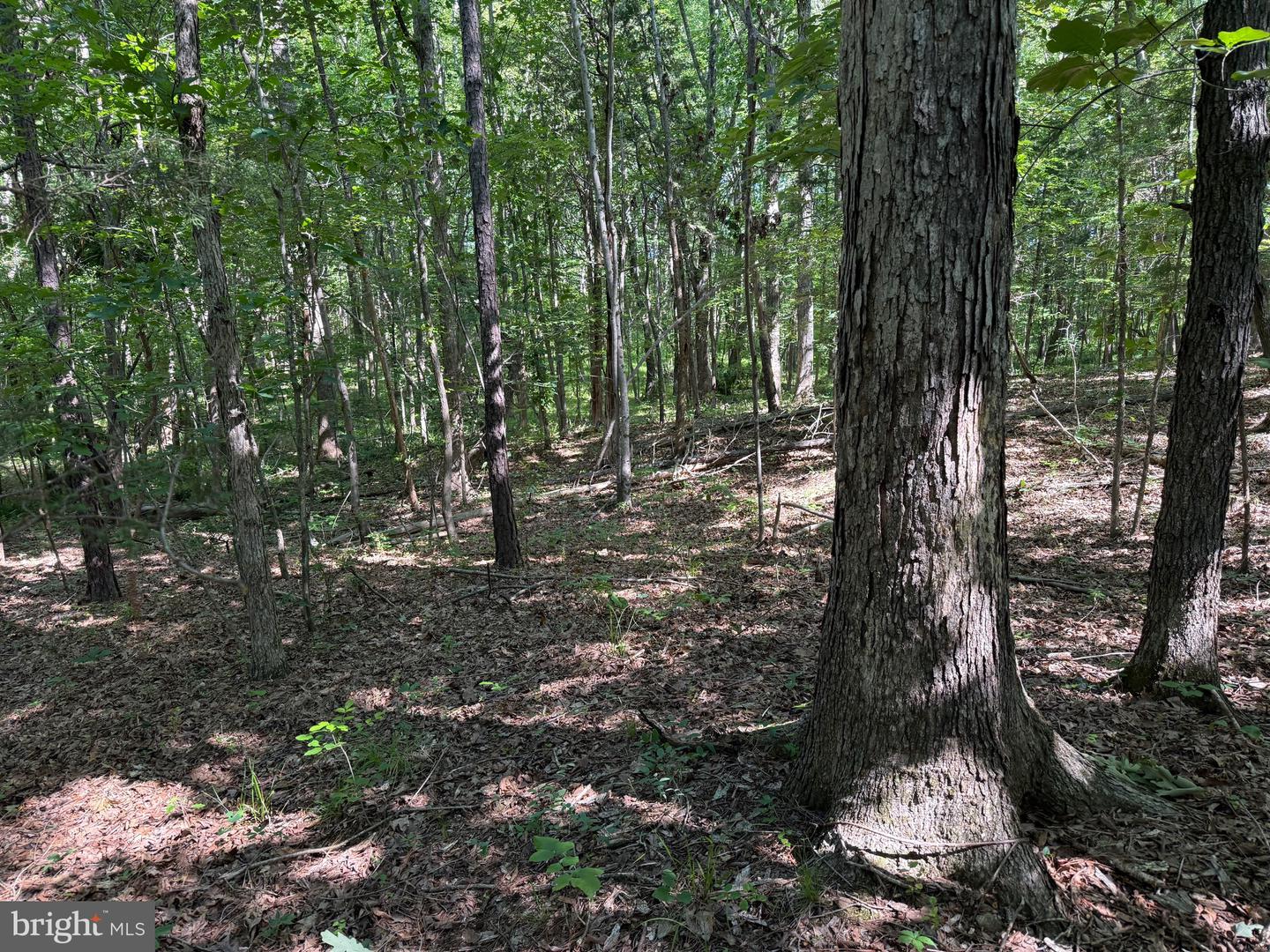 TBD SELMA RD TRACT 2, JETERSVILLE, Virginia 23083, ,Land,For sale,TBD SELMA RD TRACT 2,VAAM2000072 MLS # VAAM2000072
