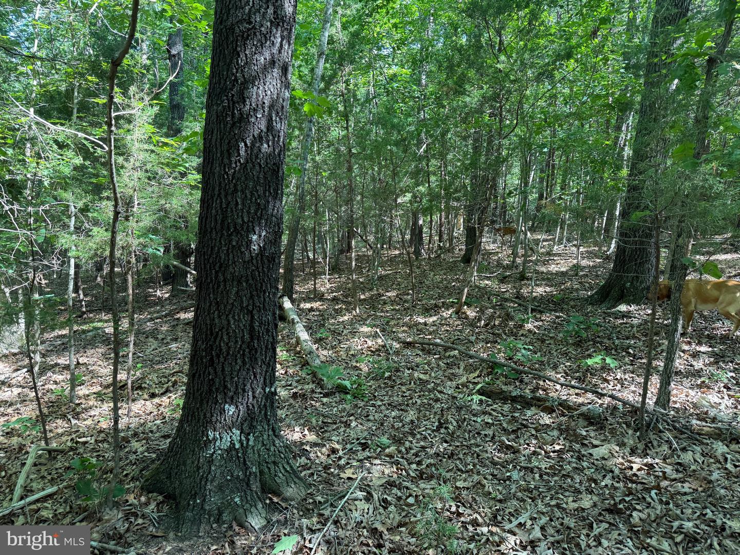 TBD SELMA RD TRACT 2, JETERSVILLE, Virginia 23083, ,Land,For sale,TBD SELMA RD TRACT 2,VAAM2000072 MLS # VAAM2000072
