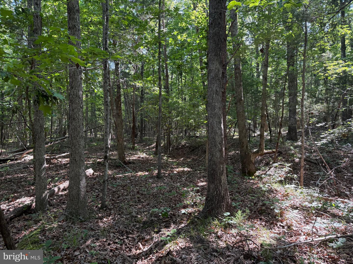TBD SELMA RD TRACT 2, JETERSVILLE, Virginia 23083, ,Land,For sale,TBD SELMA RD TRACT 2,VAAM2000072 MLS # VAAM2000072
