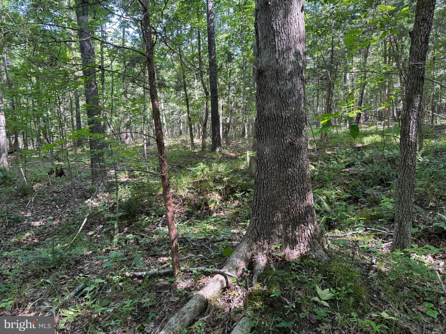 TBD SELMA RD TRACT 2, JETERSVILLE, Virginia 23083, ,Land,For sale,TBD SELMA RD TRACT 2,VAAM2000072 MLS # VAAM2000072