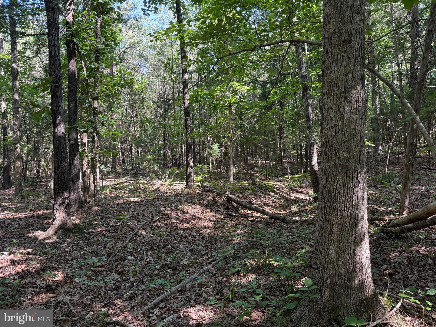 TBD SELMA RD TRACT 2, JETERSVILLE, Virginia 23083, ,Land,For sale,TBD SELMA RD TRACT 2,VAAM2000072 MLS # VAAM2000072