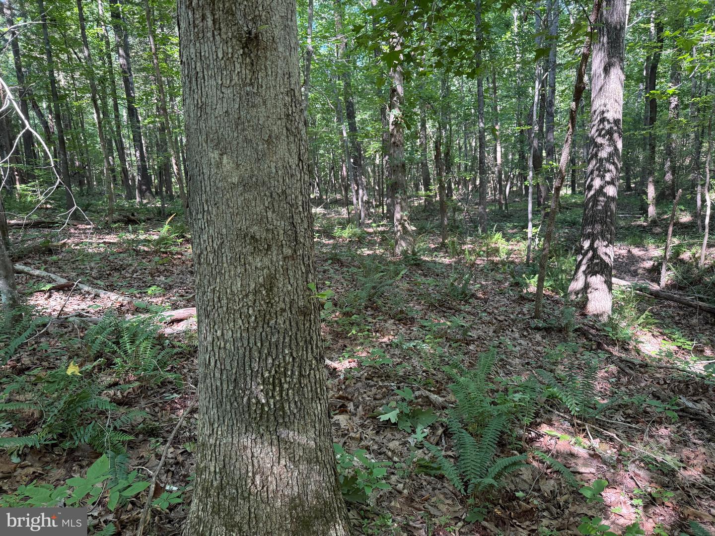 TBD SELMA RD TRACT 2, JETERSVILLE, Virginia 23083, ,Land,For sale,TBD SELMA RD TRACT 2,VAAM2000072 MLS # VAAM2000072