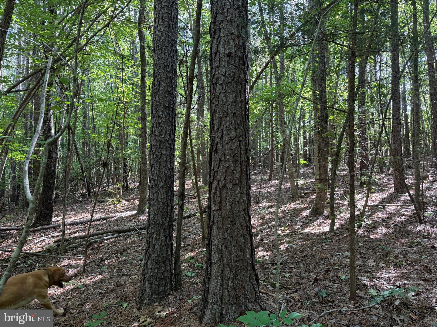TBD SELMA RD TRACT 2, JETERSVILLE, Virginia 23083, ,Land,For sale,TBD SELMA RD TRACT 2,VAAM2000072 MLS # VAAM2000072