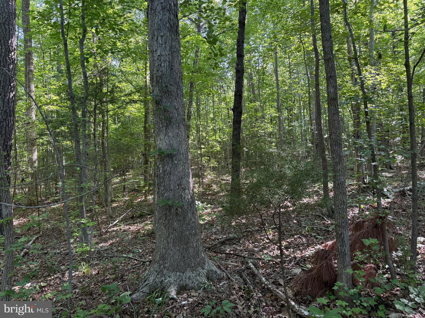 TBD SELMA RD TRACT 2, JETERSVILLE, Virginia 23083, ,Land,For sale,TBD SELMA RD TRACT 2,VAAM2000072 MLS # VAAM2000072