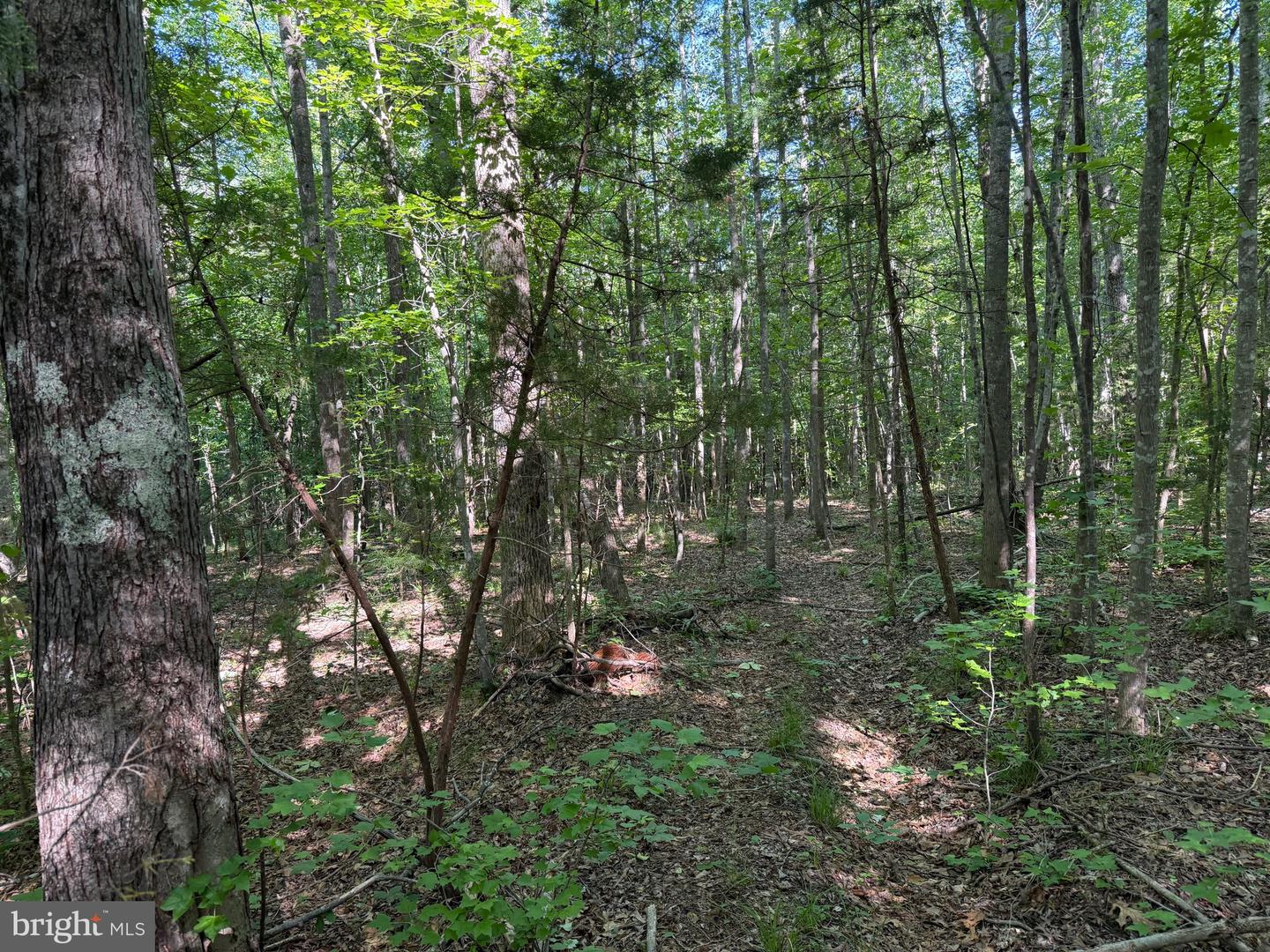 TBD SELMA RD TRACT 2, JETERSVILLE, Virginia 23083, ,Land,For sale,TBD SELMA RD TRACT 2,VAAM2000072 MLS # VAAM2000072