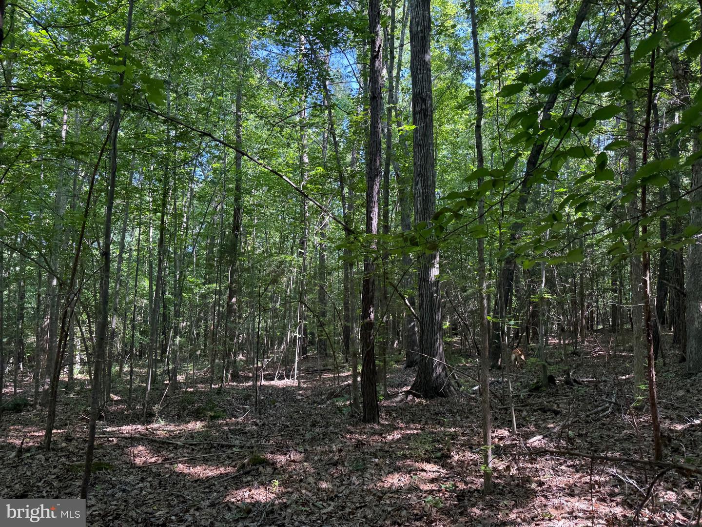 TBD SELMA RD TRACT 2, JETERSVILLE, Virginia 23083, ,Land,For sale,TBD SELMA RD TRACT 2,VAAM2000072 MLS # VAAM2000072