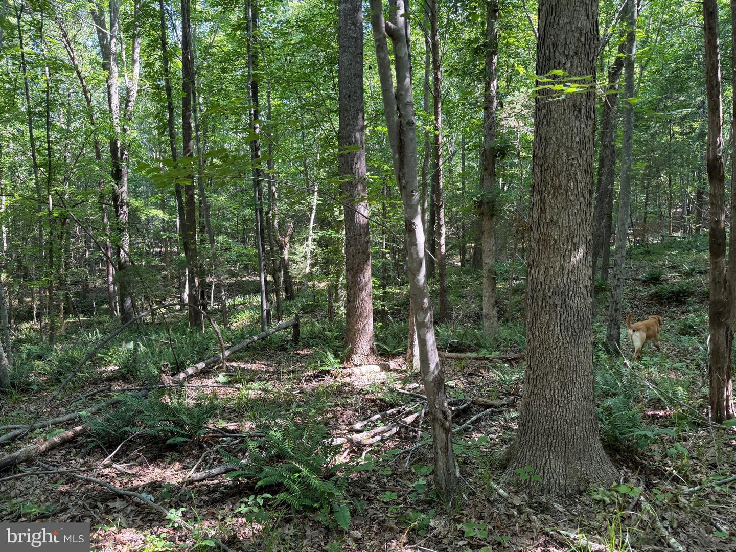 TBD SELMA RD TRACT 2, JETERSVILLE, Virginia 23083, ,Land,For sale,TBD SELMA RD TRACT 2,VAAM2000072 MLS # VAAM2000072