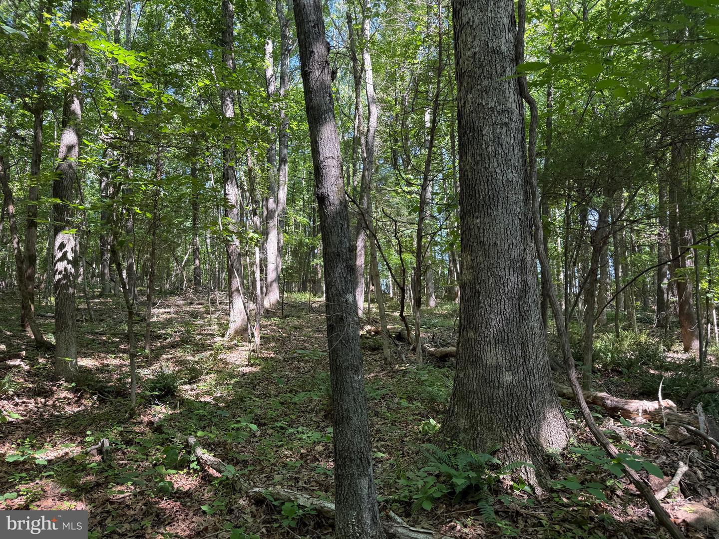 TBD SELMA RD TRACT 2, JETERSVILLE, Virginia 23083, ,Land,For sale,TBD SELMA RD TRACT 2,VAAM2000072 MLS # VAAM2000072
