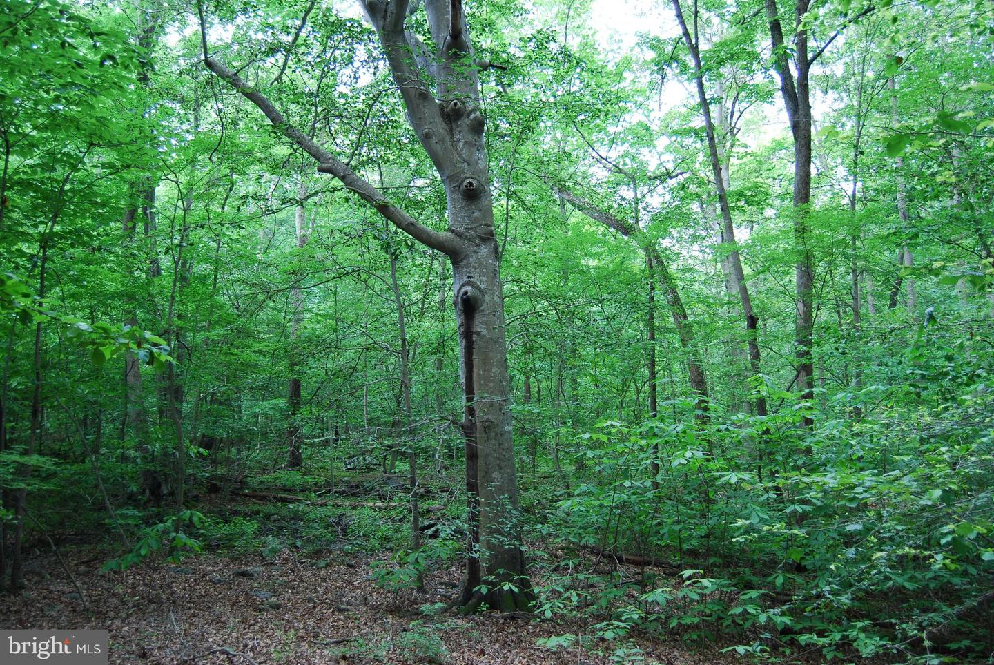 MOUNT CARMEL RD, BOYCE, Virginia 22620, ,Land,For sale,MOUNT CARMEL RD,VACL2003838 MLS # VACL2003838