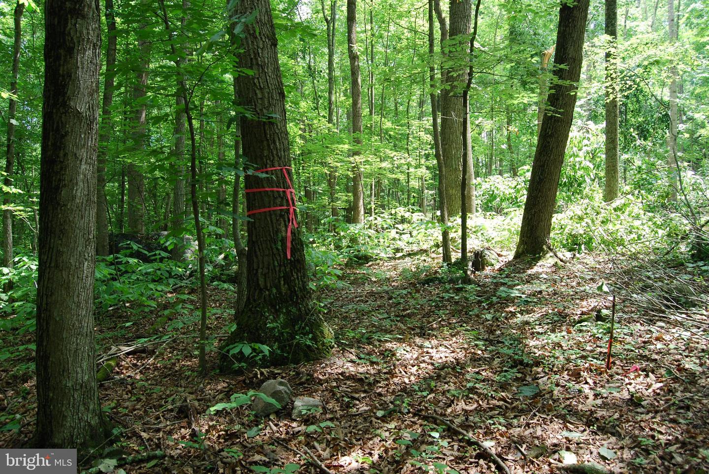 MOUNT CARMEL RD, BOYCE, Virginia 22620, ,Land,For sale,MOUNT CARMEL RD,VACL2003838 MLS # VACL2003838