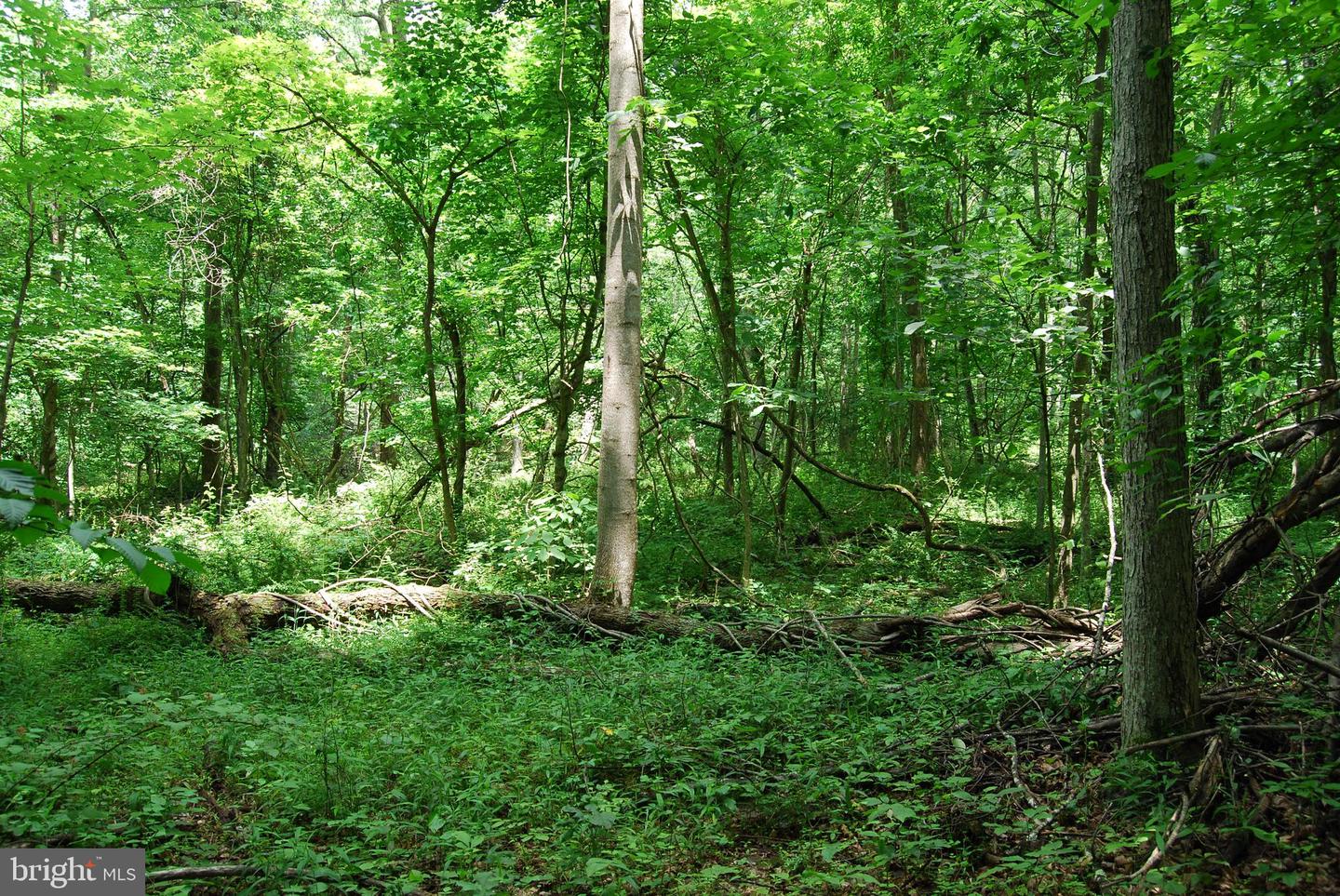 MOUNT CARMEL RD, BOYCE, Virginia 22620, ,Land,For sale,MOUNT CARMEL RD,VACL2003838 MLS # VACL2003838