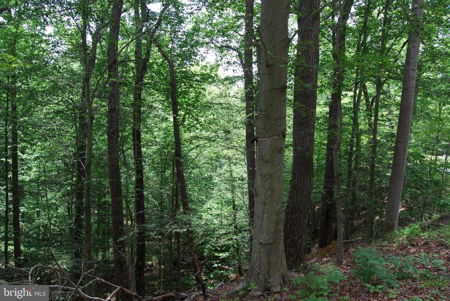 MOUNT CARMEL RD, BOYCE, Virginia 22620, ,Land,For sale,MOUNT CARMEL RD,VACL2003838 MLS # VACL2003838