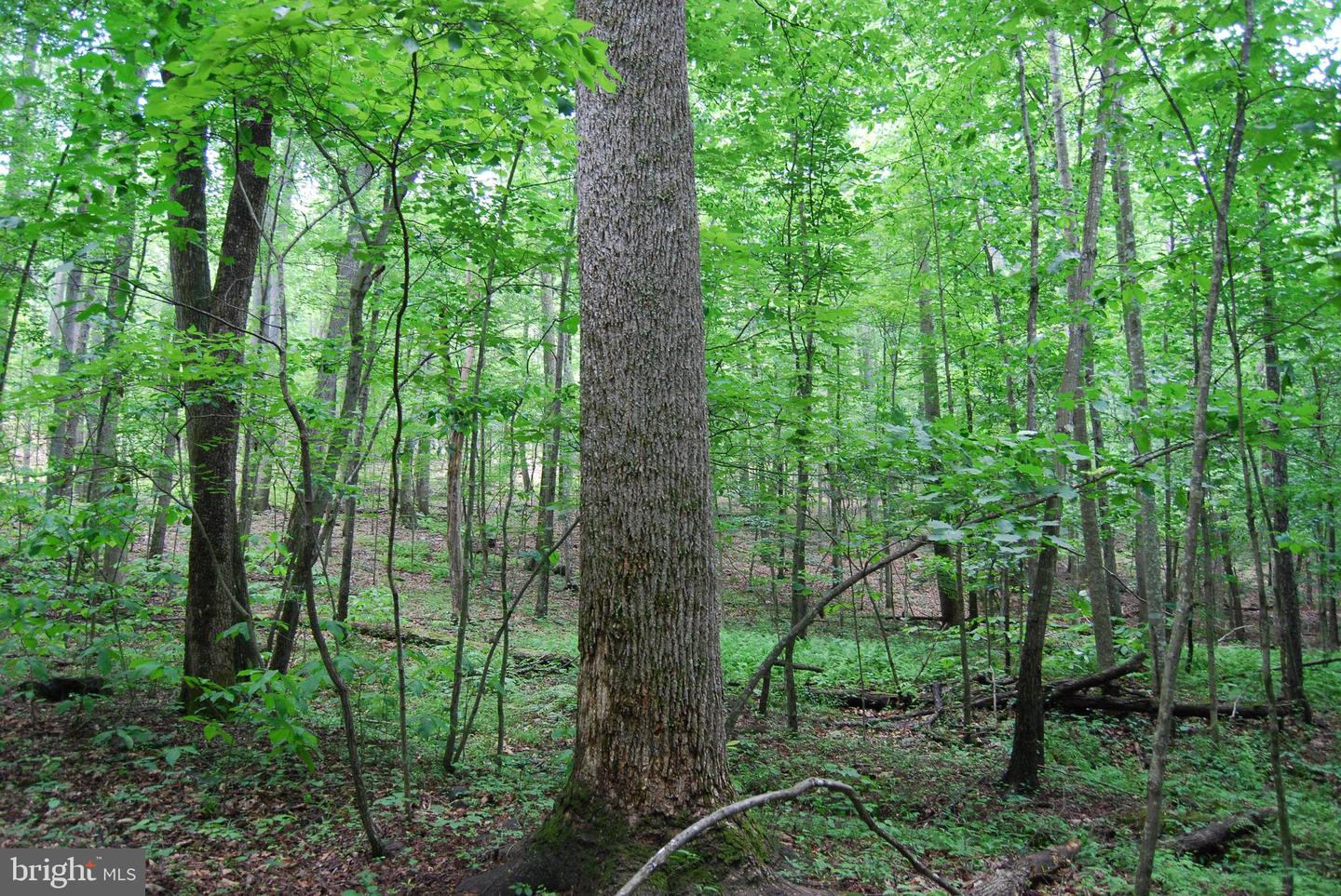 MOUNT CARMEL RD, BOYCE, Virginia 22620, ,Land,For sale,MOUNT CARMEL RD,VACL2003838 MLS # VACL2003838