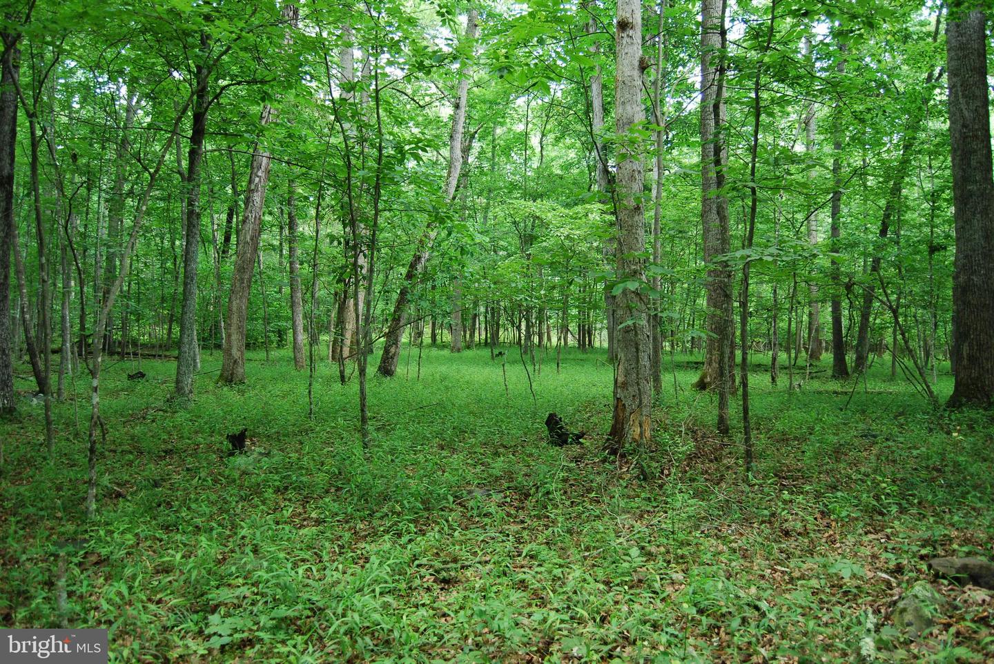 MOUNT CARMEL RD, BOYCE, Virginia 22620, ,Land,For sale,MOUNT CARMEL RD,VACL2003838 MLS # VACL2003838
