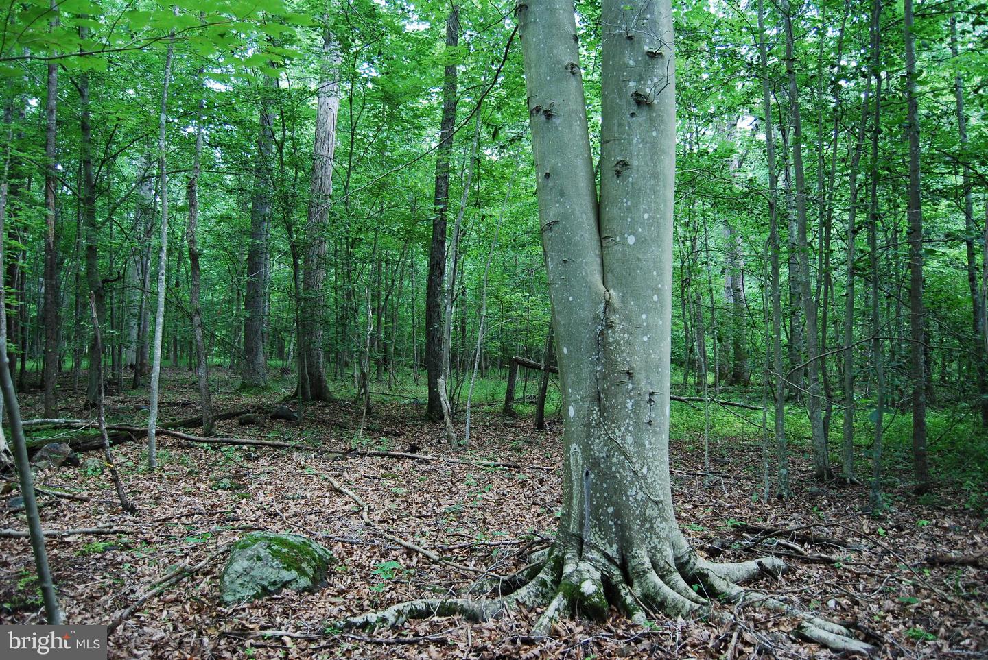 MOUNT CARMEL RD, BOYCE, Virginia 22620, ,Land,For sale,MOUNT CARMEL RD,VACL2003838 MLS # VACL2003838