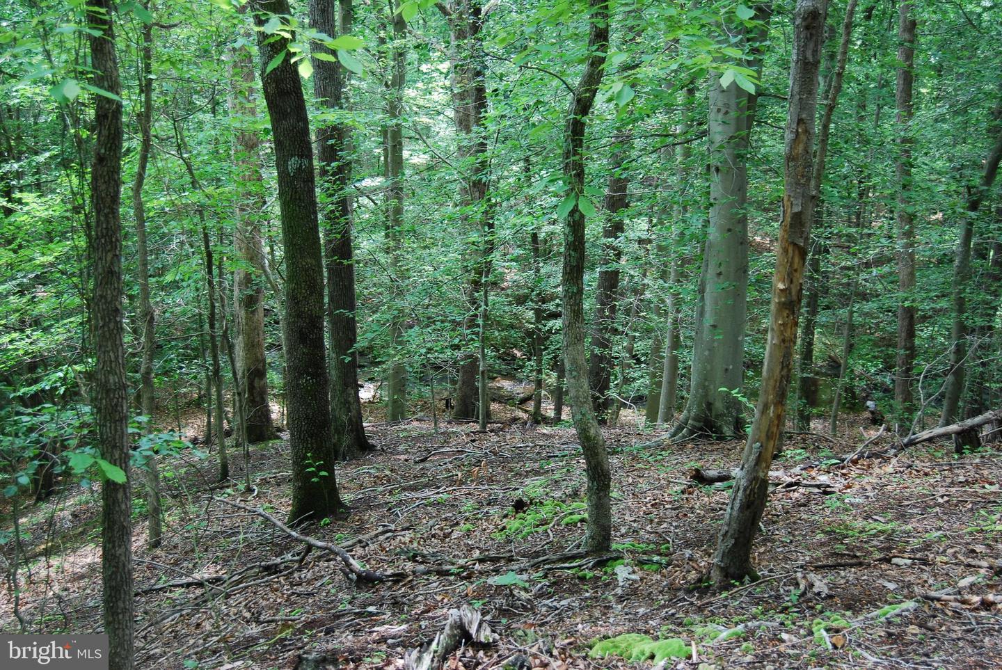 MOUNT CARMEL RD, BOYCE, Virginia 22620, ,Land,For sale,MOUNT CARMEL RD,VACL2003838 MLS # VACL2003838