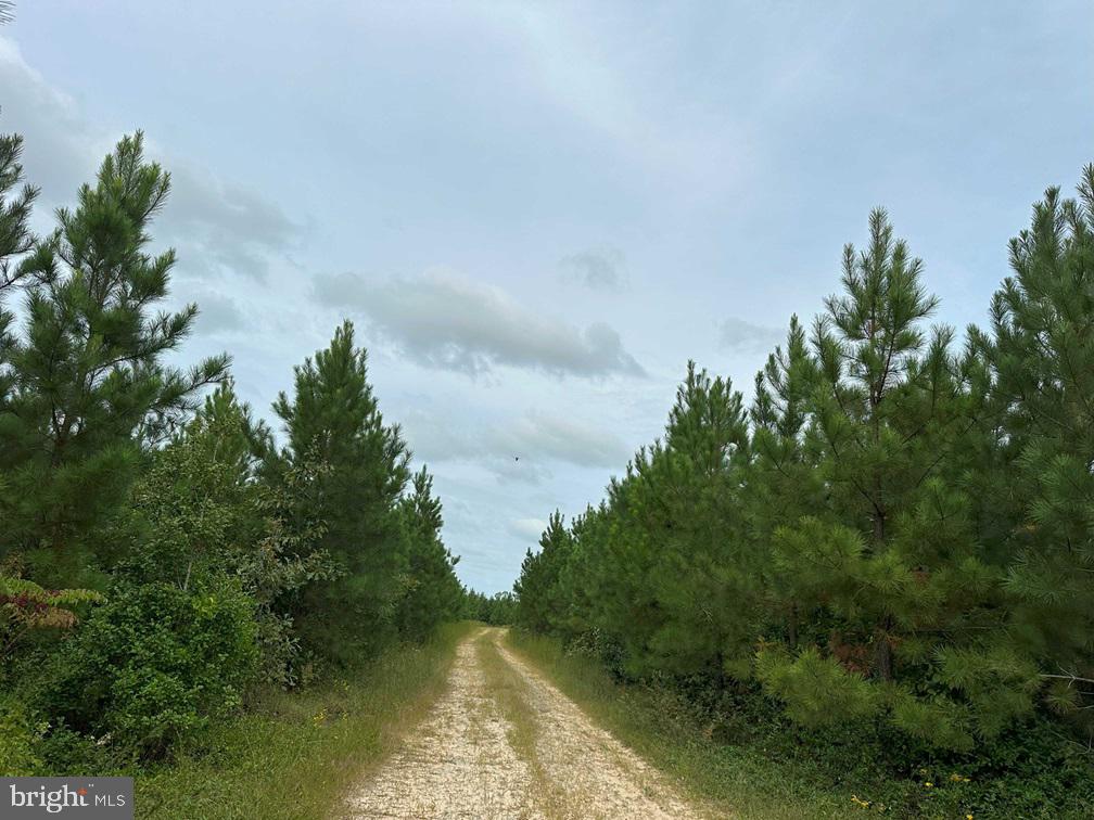 BETHLEHEM ROAD (RT. 636) (TRACT: BETHLEHEM-1), BOWLING GREEN, Virginia 22427, ,Farm,For sale,BETHLEHEM ROAD (RT. 636) (TRACT: BETHLEHEM-1),VACV2008304 MLS # VACV2008304