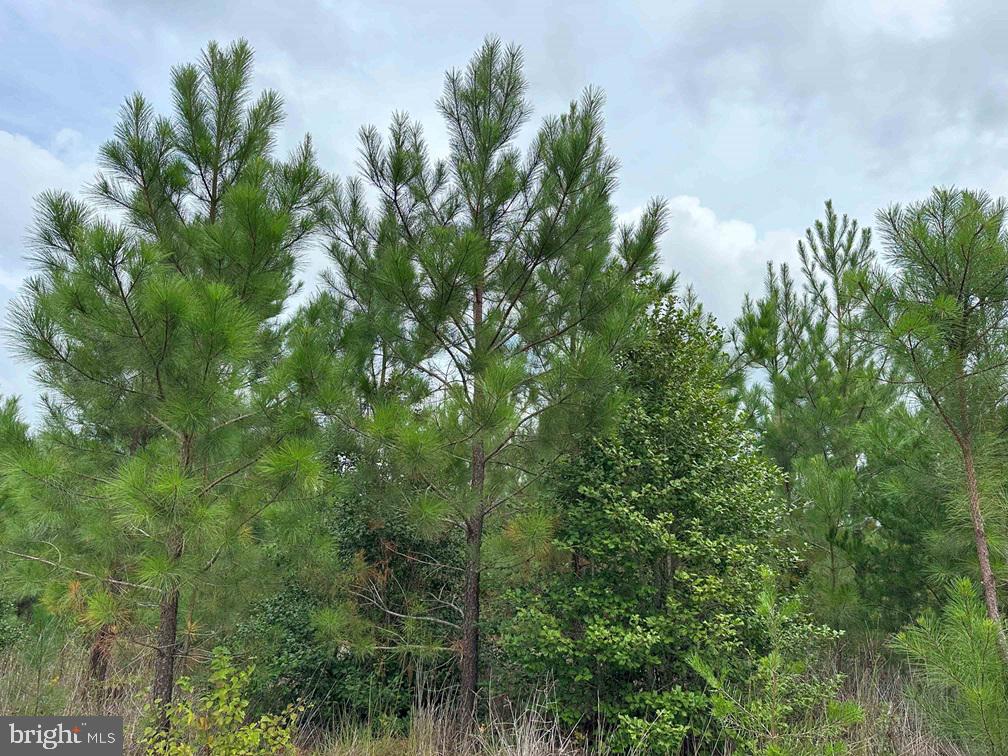 BETHLEHEM ROAD (RT. 636) (TRACT: BETHLEHEM-1), BOWLING GREEN, Virginia 22427, ,Farm,For sale,BETHLEHEM ROAD (RT. 636) (TRACT: BETHLEHEM-1),VACV2008304 MLS # VACV2008304