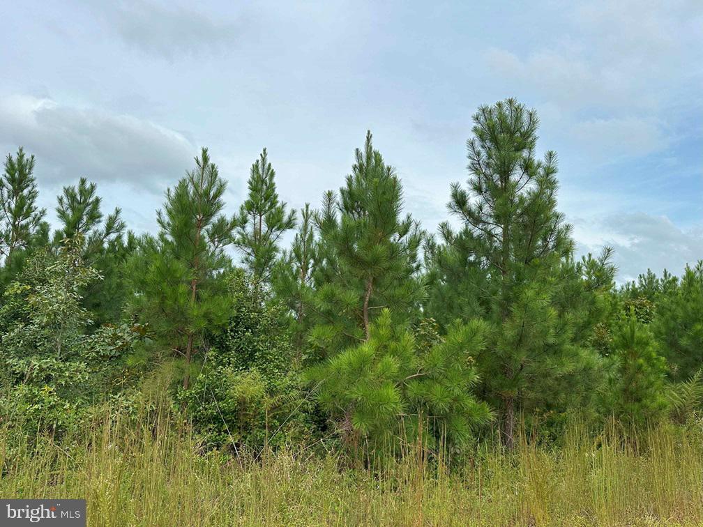 BETHLEHEM ROAD (RT. 636) (TRACT: BETHLEHEM-1), BOWLING GREEN, Virginia 22427, ,Farm,For sale,BETHLEHEM ROAD (RT. 636) (TRACT: BETHLEHEM-1),VACV2008304 MLS # VACV2008304
