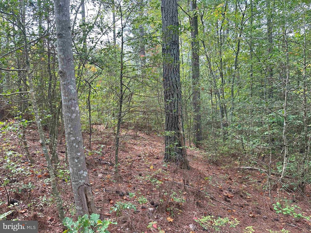 BETHLEHEM ROAD (RT. 636) (TRACT: BETHLEHEM-1), BOWLING GREEN, Virginia 22427, ,Farm,For sale,BETHLEHEM ROAD (RT. 636) (TRACT: BETHLEHEM-1),VACV2008304 MLS # VACV2008304