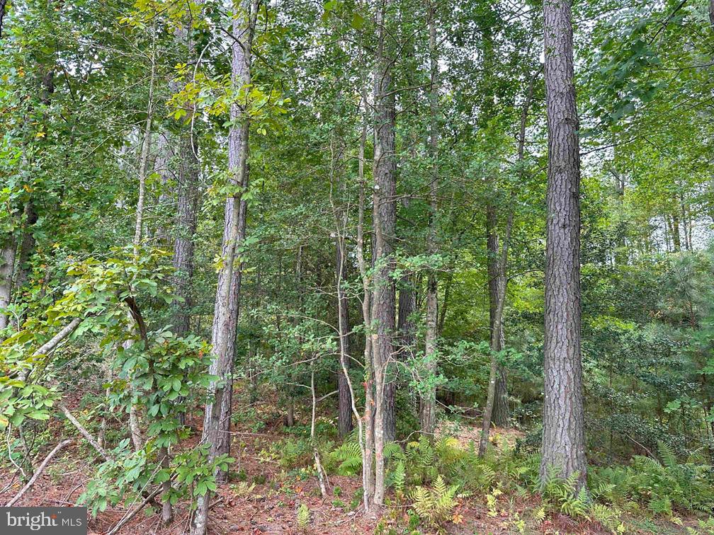 BETHLEHEM ROAD (RT. 636) (TRACT: BETHLEHEM-1), BOWLING GREEN, Virginia 22427, ,Farm,For sale,BETHLEHEM ROAD (RT. 636) (TRACT: BETHLEHEM-1),VACV2008304 MLS # VACV2008304
