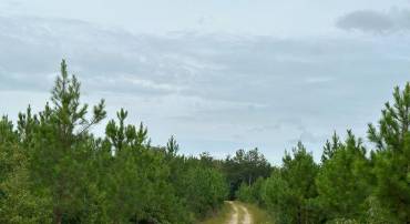 BETHLEHEM ROAD (RT. 636) (TRACT: BETHLEHEM-1), BOWLING GREEN, Virginia 22427, ,Farm,For sale,BETHLEHEM ROAD (RT. 636) (TRACT: BETHLEHEM-1),VACV2008304 MLS # VACV2008304