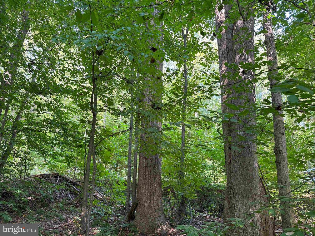 CUMBERLAND RD. (ST. RT. 45) (TRACT GUINEA MILLS-1), CUMBERLAND, Virginia 23040, ,Farm,For sale,CUMBERLAND RD. (ST. RT. 45) (TRACT GUINEA MILLS-1),VACB2000058 MLS # VACB2000058