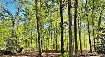 000 LOT 4 TAPPS FORD RD, AMISSVILLE, Virginia 20106, ,Land,For sale,000 LOT 4 TAPPS FORD RD,VAFQ2017016 MLS # VAFQ2017016