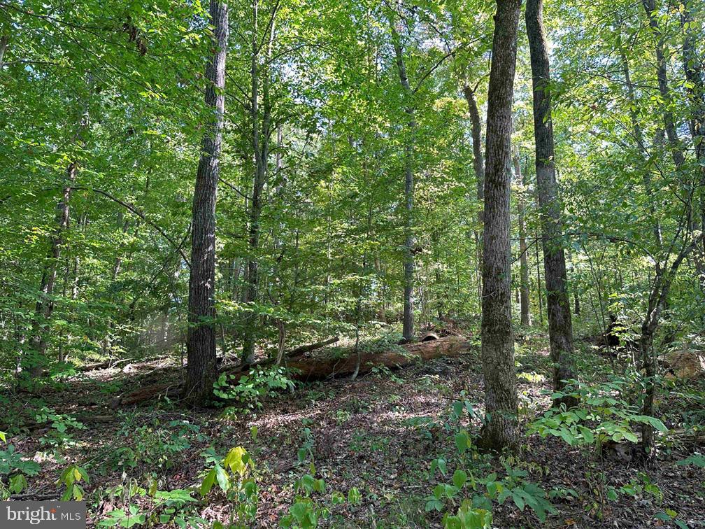CUMBERLAND ROAD (RT. 45) (TRACT: GUINEA MILLS-2), CUMBERLAND, Virginia 23040, ,Farm,For sale,CUMBERLAND ROAD (RT. 45) (TRACT: GUINEA MILLS-2),VACB2000060 MLS # VACB2000060