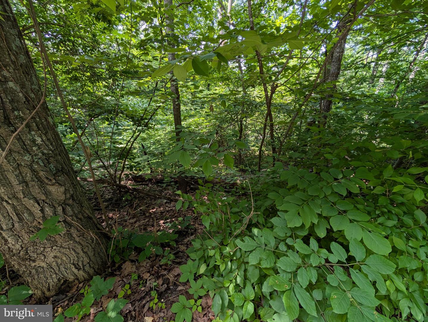 LOT 105 SUMMIT POINT DR, FRONT ROYAL, Virginia 22630, ,Land,For sale,LOT 105 SUMMIT POINT DR,VAWR2011454 MLS # VAWR2011454