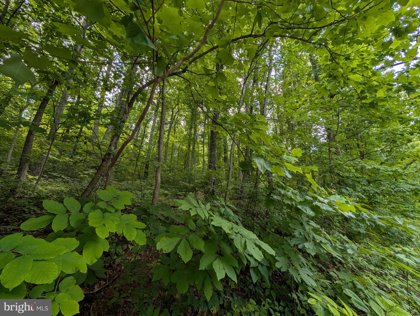 LOT 106 BLUEBIRD WAY, FRONT ROYAL, Virginia 22630, ,Land,For sale,LOT 106 BLUEBIRD WAY,VAWR2011458 MLS # VAWR2011458