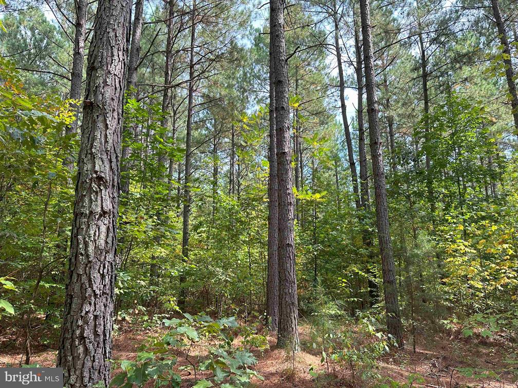 PENLAN ROAD (RT. 671) (TRACT: PENDLAND-3), ARVONIA, Virginia 23004, ,Farm,For sale,PENLAN ROAD (RT. 671) (TRACT: PENDLAND-3),VABH2000180 MLS # VABH2000180