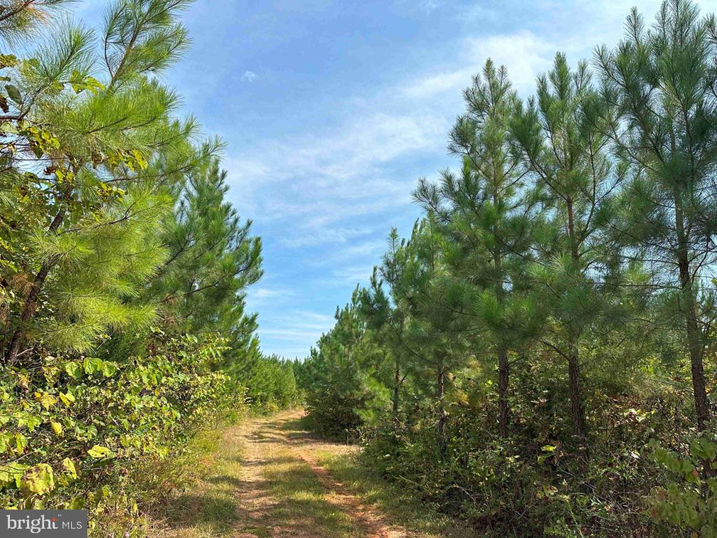 PENLAN ROAD (RT. 671) (TRACT: PENDLAND-3), ARVONIA, Virginia 23004, ,Farm,For sale,PENLAN ROAD (RT. 671) (TRACT: PENDLAND-3),VABH2000180 MLS # VABH2000180