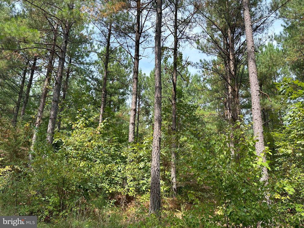 PENLAN ROAD (RT. 671) (TRACT: PENDLAND-3), ARVONIA, Virginia 23004, ,Farm,For sale,PENLAN ROAD (RT. 671) (TRACT: PENDLAND-3),VABH2000180 MLS # VABH2000180