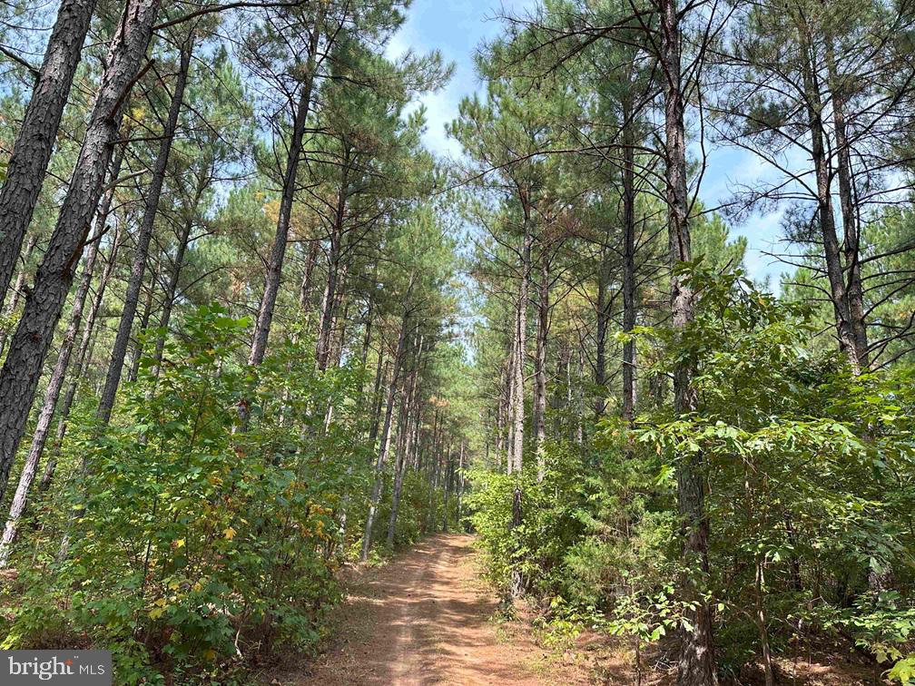 PENLAN ROAD (RT. 671) (TRACT: PENDLAND-3), ARVONIA, Virginia 23004, ,Farm,For sale,PENLAN ROAD (RT. 671) (TRACT: PENDLAND-3),VABH2000180 MLS # VABH2000180