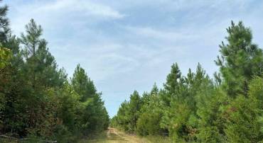 PENLAN ROAD (RT. 671) (TRACT: PENDLAND-3), ARVONIA, Virginia 23004, ,Farm,For sale,PENLAN ROAD (RT. 671) (TRACT: PENDLAND-3),VABH2000180 MLS # VABH2000180
