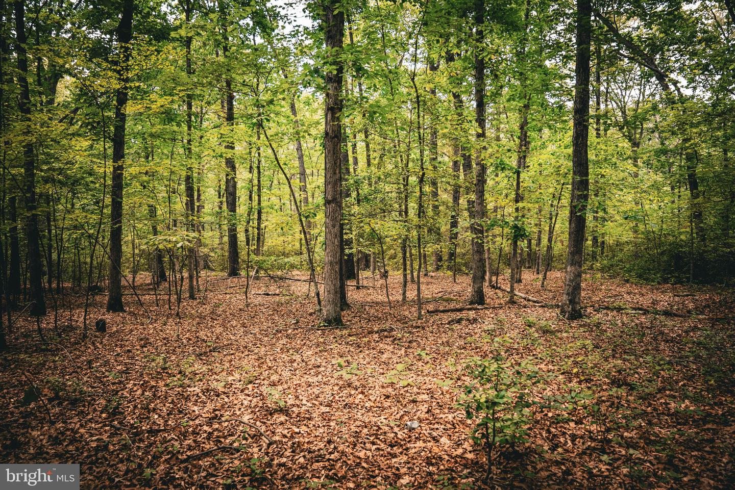 0 LILLARDS FORD RD, MADISON, Virginia 22727, ,Land,For sale,0 LILLARDS FORD RD,VAMA2002294 MLS # VAMA2002294