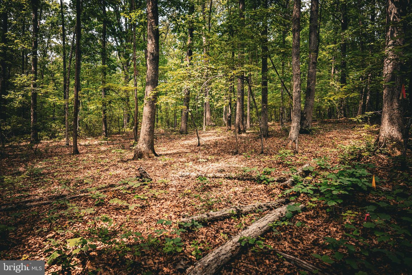 0 LILLARDS FORD RD, MADISON, Virginia 22727, ,Land,For sale,0 LILLARDS FORD RD,VAMA2002294 MLS # VAMA2002294