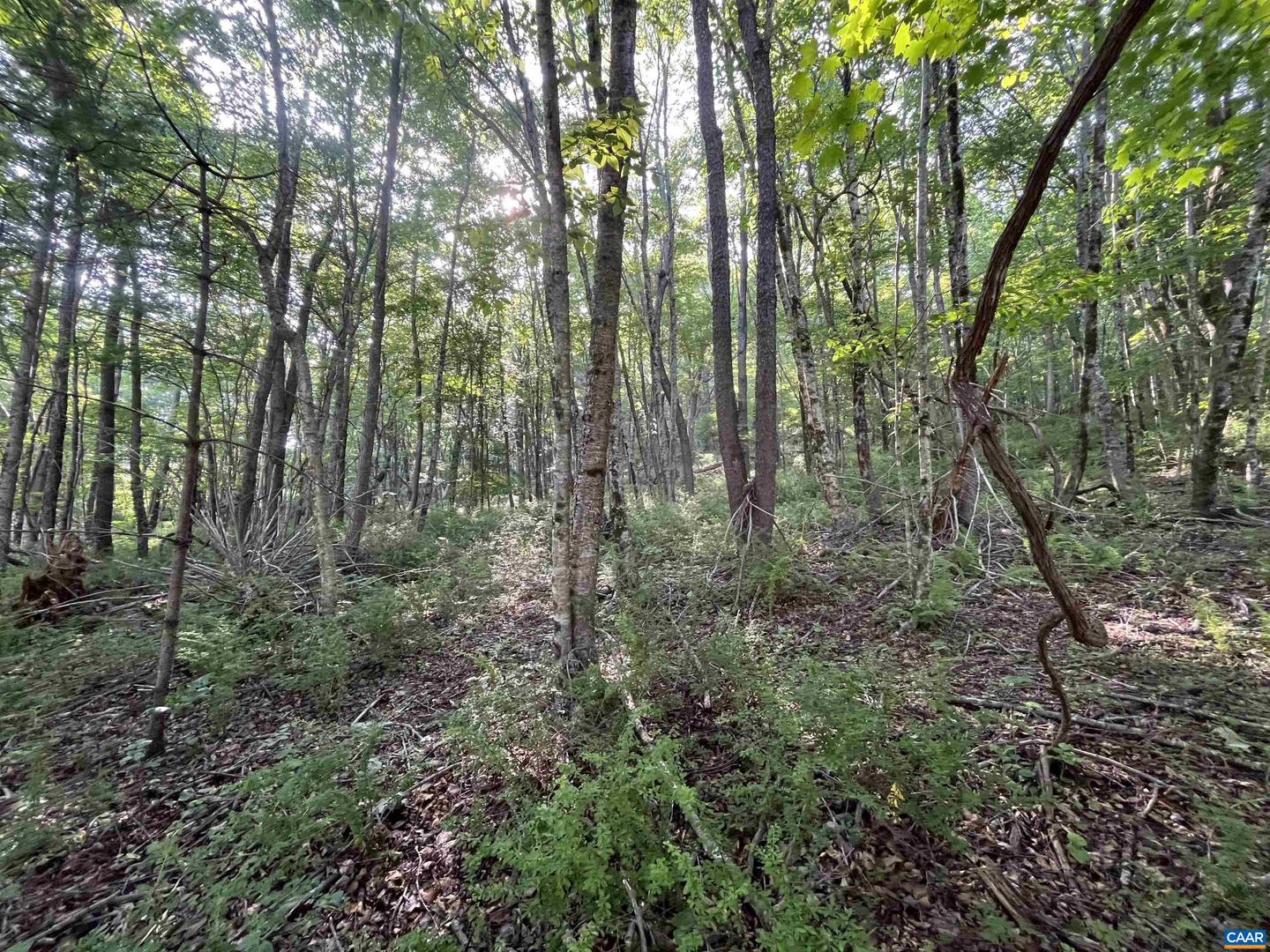 TBD FISH HATCHERY LN, MONTEBELLO, Virginia 24464, ,Land,For sale,TBD FISH HATCHERY LN,665731 MLS # 665731