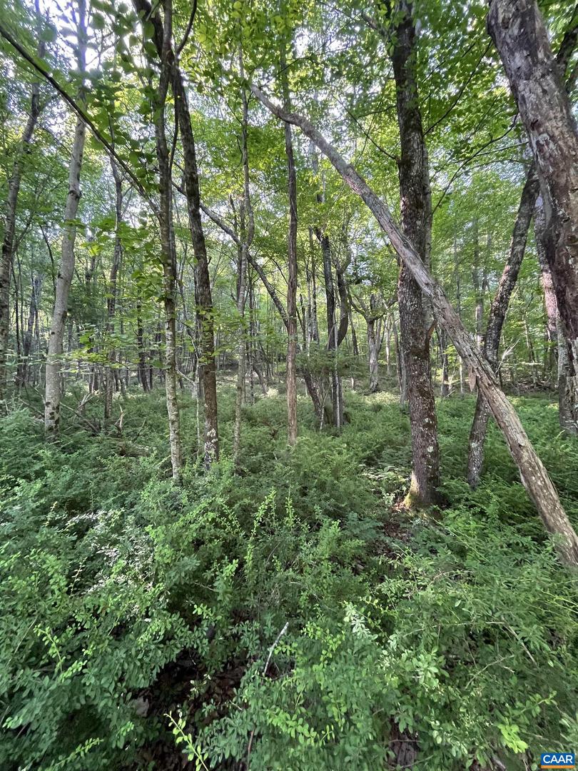 TBD FISH HATCHERY LN, MONTEBELLO, Virginia 24464, ,Land,For sale,TBD FISH HATCHERY LN,665731 MLS # 665731