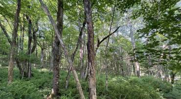 TBD FISH HATCHERY LN, MONTEBELLO, Virginia 24464, ,Land,For sale,TBD FISH HATCHERY LN,665731 MLS # 665731
