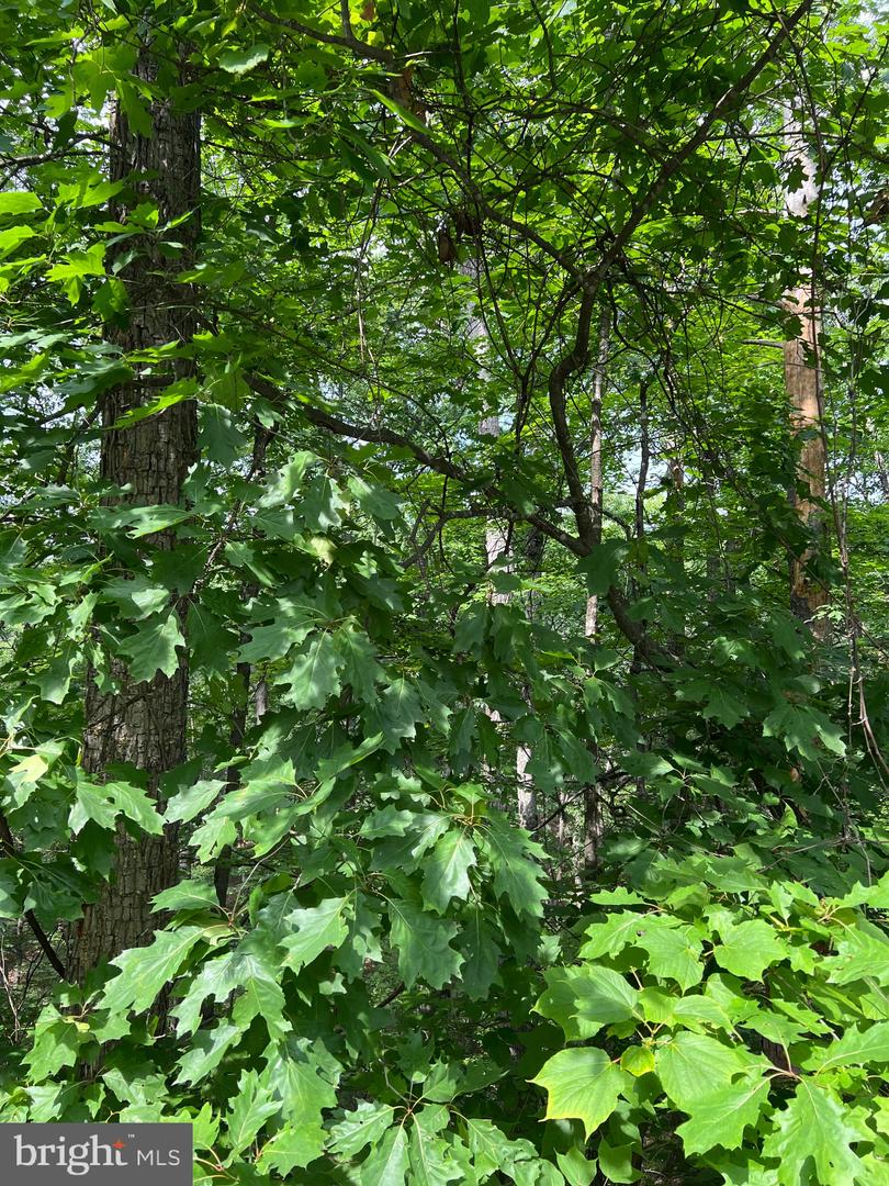 LOT 156 & 158 VICKI, BASYE, Virginia 22810, ,Land,For sale,LOT 156 & 158 VICKI,VASH2011722 MLS # VASH2011722