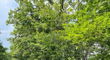 LOT 156 & 158 VICKI, BASYE, Virginia 22810, ,Land,For sale,LOT 156 & 158 VICKI,VASH2011722 MLS # VASH2011722