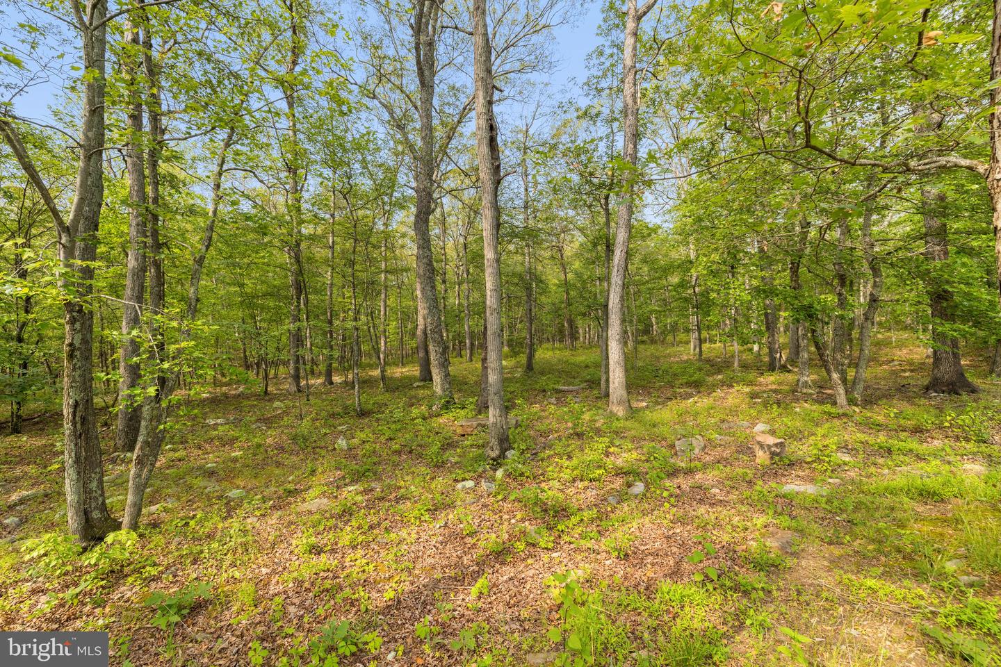 553 MOUNT OF OLIVES TRL, FORT VALLEY, Virginia 22652, 6 Bedrooms Bedrooms, 12 Rooms Rooms,3 BathroomsBathrooms,Residential,For sale,553 MOUNT OF OLIVES TRL,VASH2011692 MLS # VASH2011692