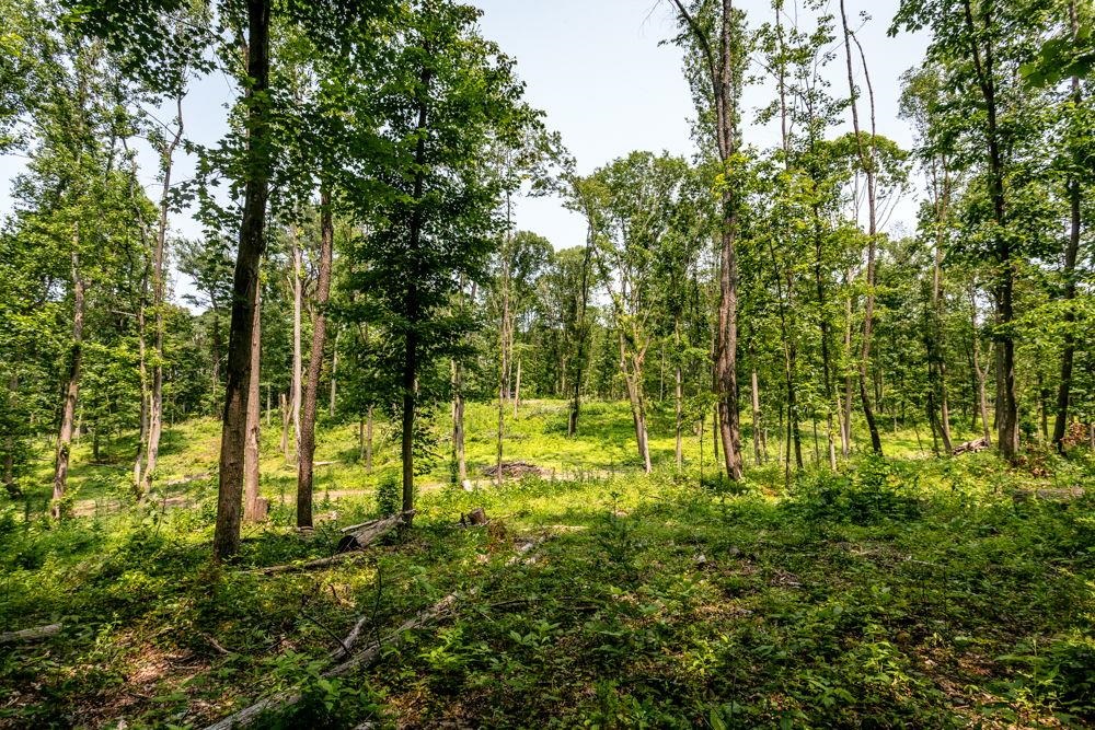 0 PINEY WOODS RD, TIMBERVILLE, Virginia 22853, ,Land,