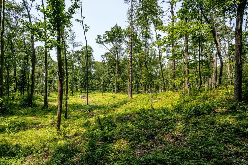 0 PINEY WOODS RD, TIMBERVILLE, Virginia 22853, ,Land,