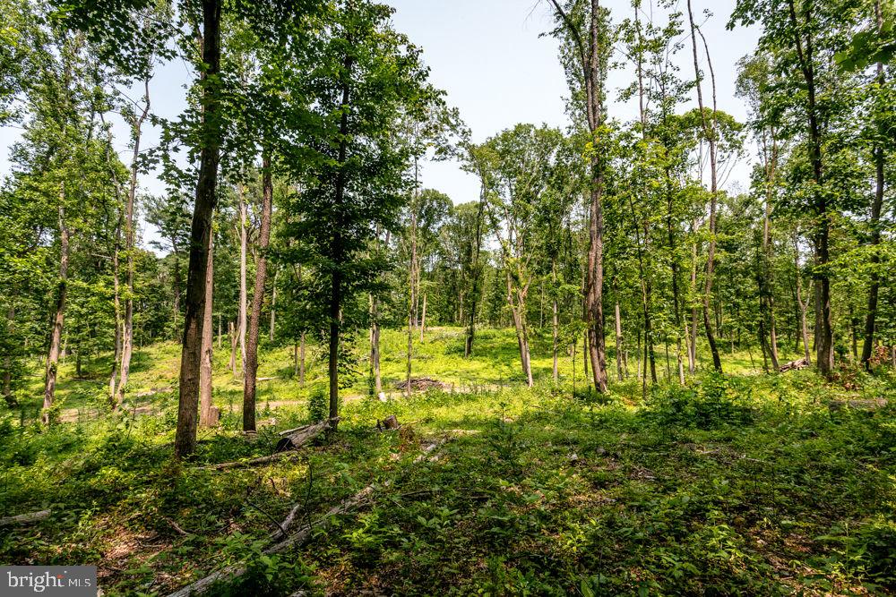 0 PINEY WOODS RD, TIMBERVILLE, Virginia 22853, ,Land,For sale,0 PINEY WOODS RD,VARO2002382 MLS # VARO2002382