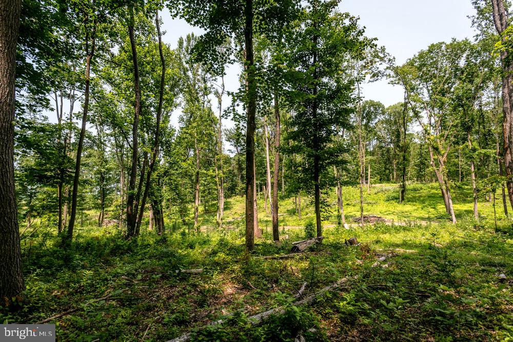 0 PINEY WOODS RD, TIMBERVILLE, Virginia 22853, ,Land,For sale,0 PINEY WOODS RD,VARO2002382 MLS # VARO2002382