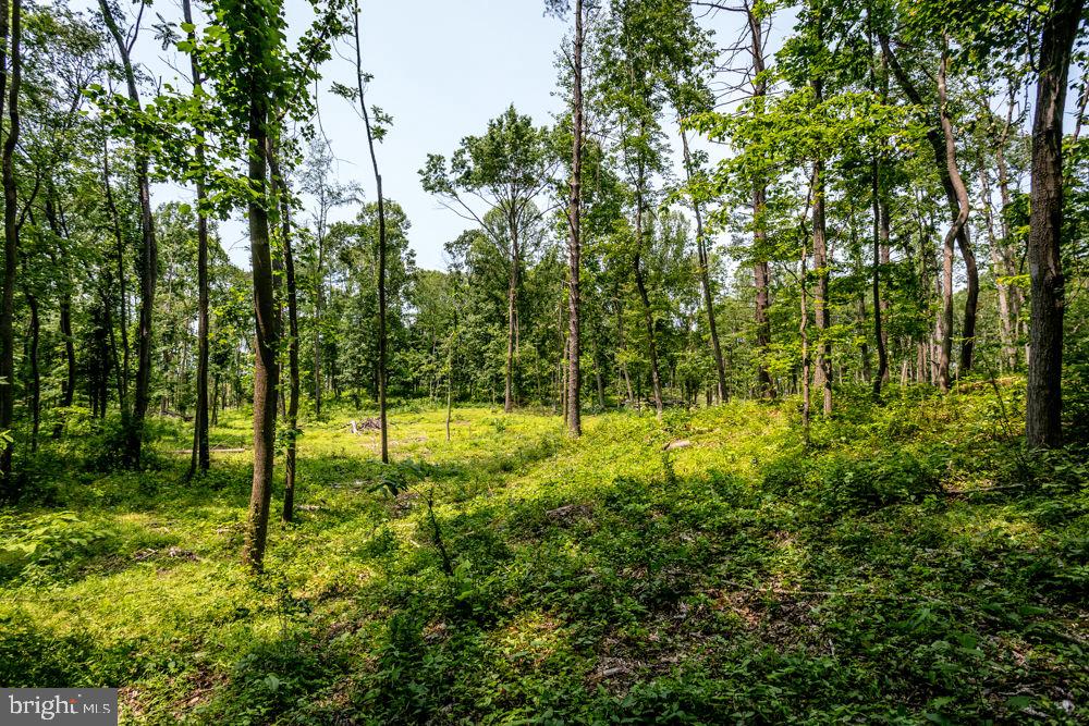 0 PINEY WOODS RD, TIMBERVILLE, Virginia 22853, ,Land,For sale,0 PINEY WOODS RD,VARO2002382 MLS # VARO2002382